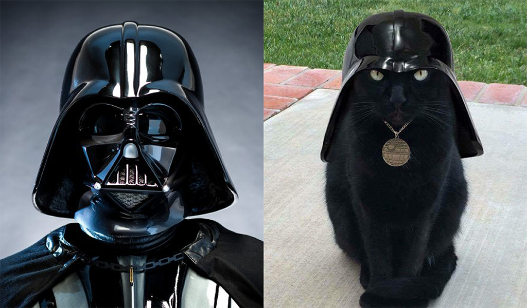 8 Cats Who Look Like Star Wars Characters. right). 