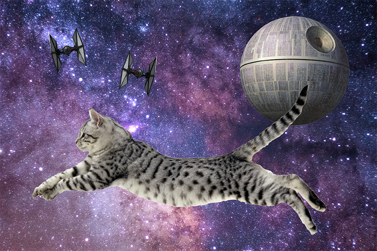 8 Cats Who Look Like Star Wars Characters
