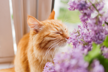 10 Toxic Flowers to Keep From Your Kitty