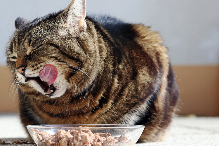 How to Handle a Food Obsessed Cat