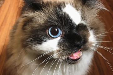 Cute deformed cat on wood floor looks up at camera