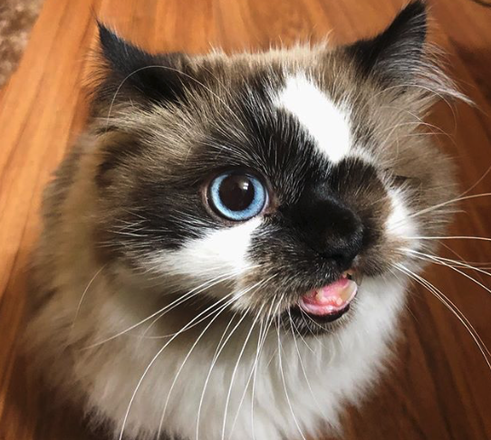 Cute deformed cat on wood floor looks up at camera
