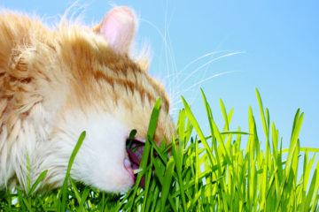 Why Do Cats Eat Grass?