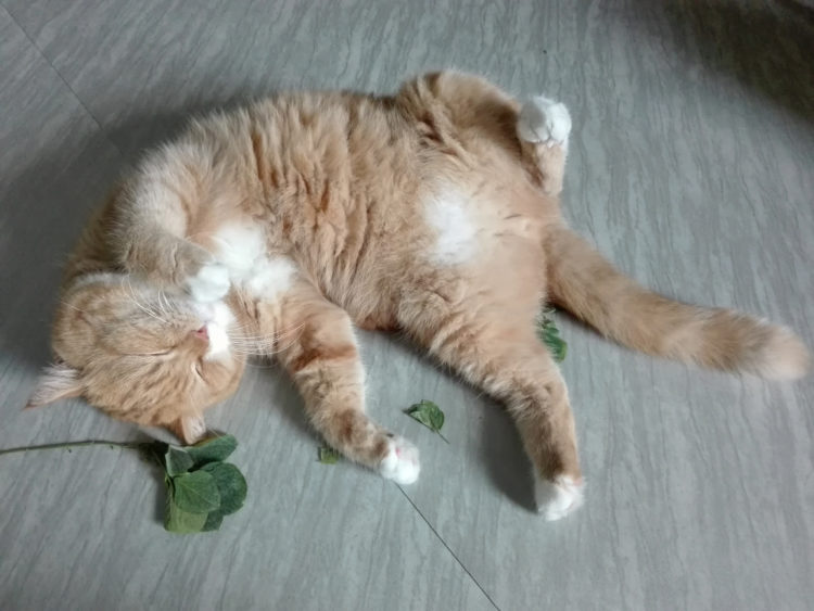 Why you should consider getting and growing catnip for your feline family