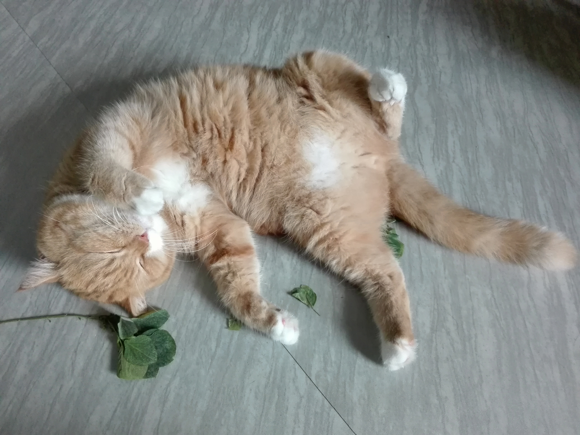 The Case For Catnip How And Why To Grow It CatGazette