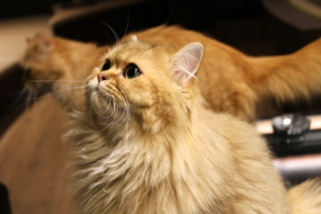 Long haired cat looking up for catnip