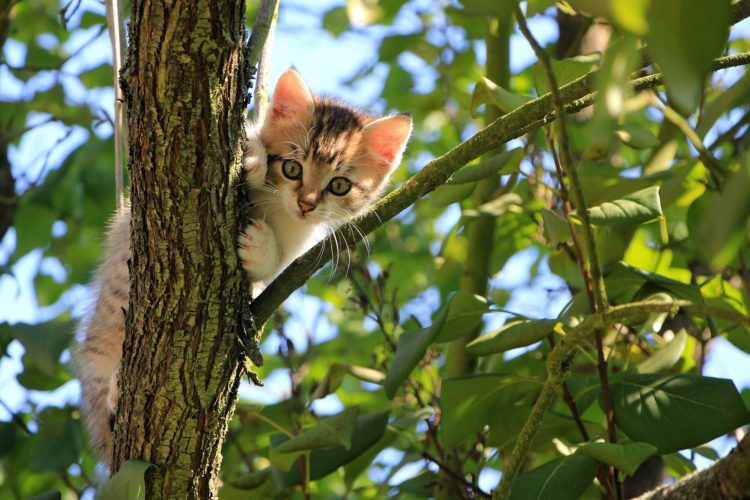 Kitten in tree looking at camera