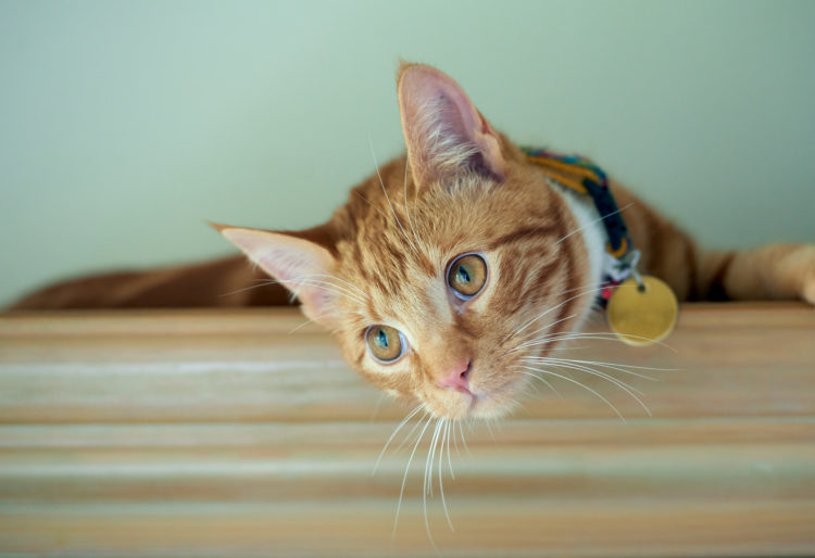 Why Isn't Your Cat Wearing A Collar?