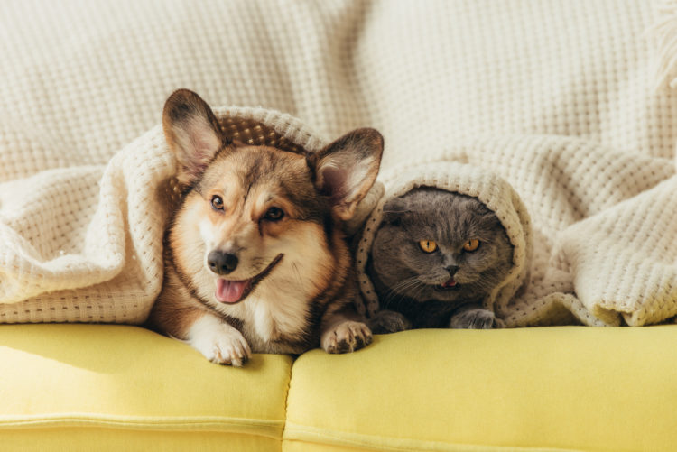 Cats vs. Dogs: Can They Ever Get Along?