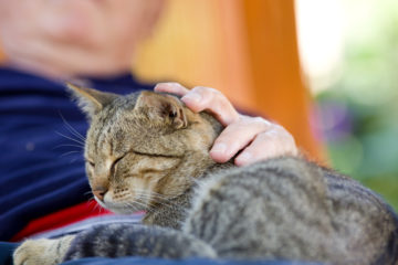 Senior Cats and Senior Citizens: A Purrfect Match