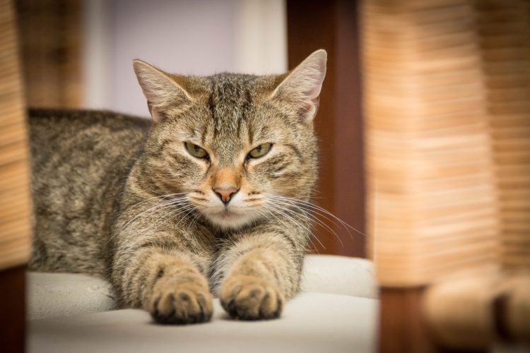 Cat Pet Peeves: Things Your Cat Hates