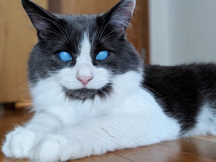 Meet Louie: The Cute Blind Kitty!
