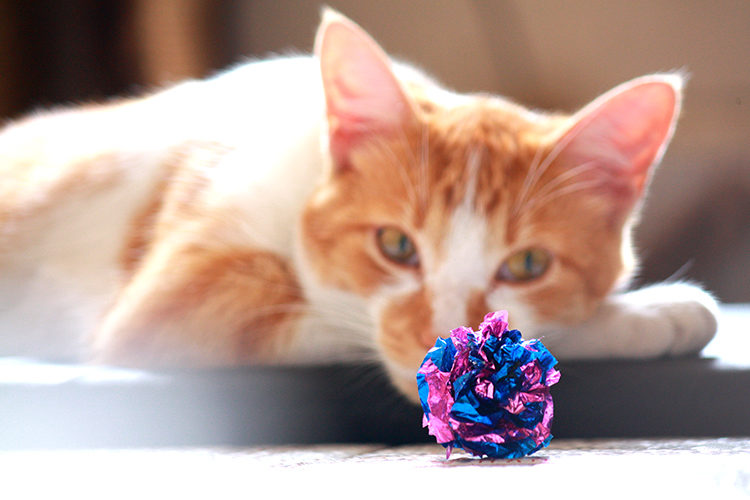 Clean Your Cat Toys for Fun and Health