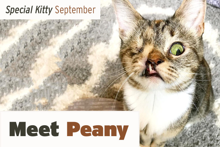 Meet Peany – A Quirky Cutie