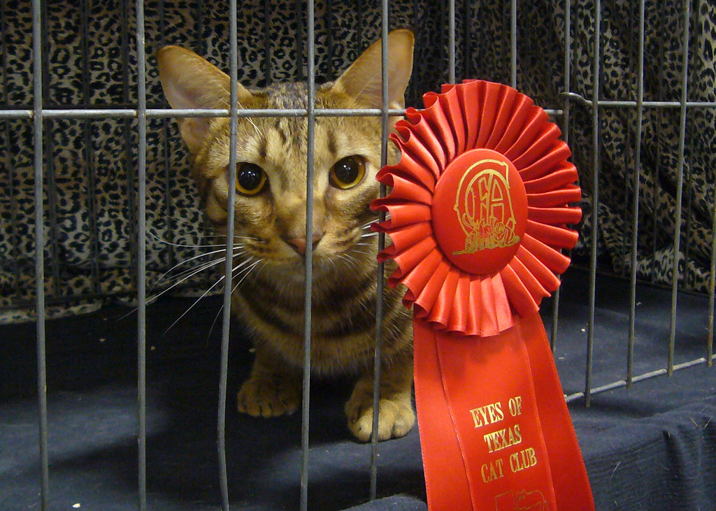 Cats On Parade Inside The World Of Cat Show Competitions CatGazette
