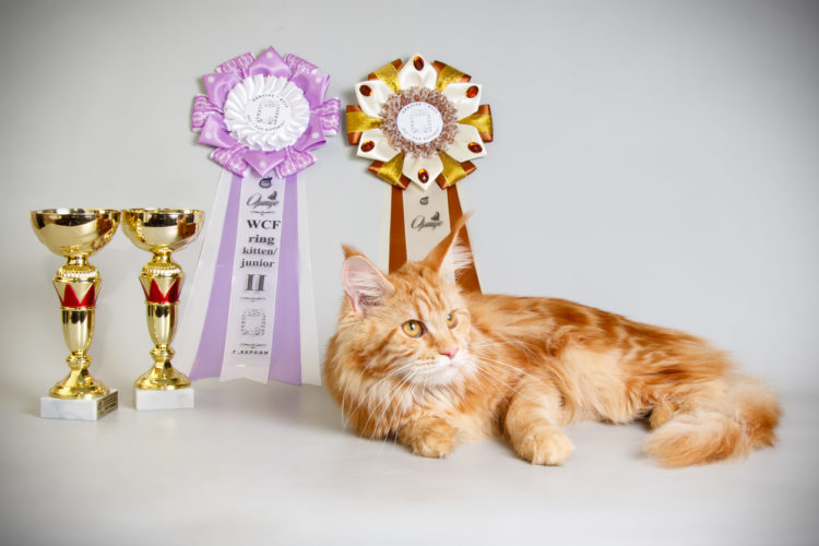 Cats On Parade: Inside The World Of Cat Show Competitions