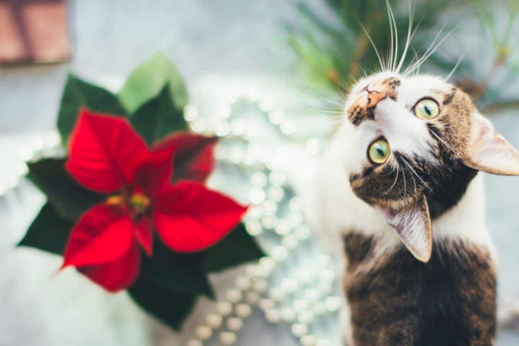 Cat with poinsettia. Cozy Christmas background. Funny pet picture