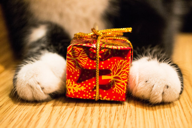 Gift Guide for Cats