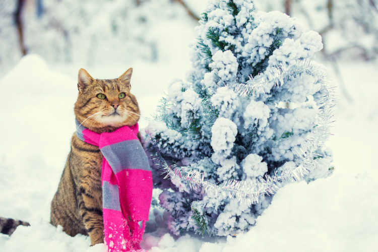 Portrait of a cat wearing scarf near snowy fir tree. Cat sitting outdoors in winter