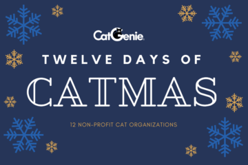 12 days of Catmas