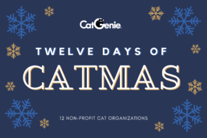 12 Days of Catmas