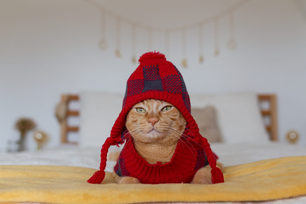 Do Cats Need Coats? - CatGazette