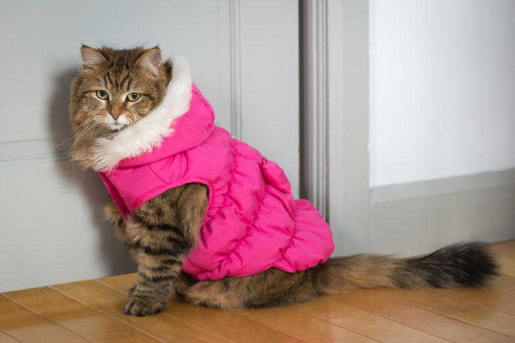 Cat wearing winter coat