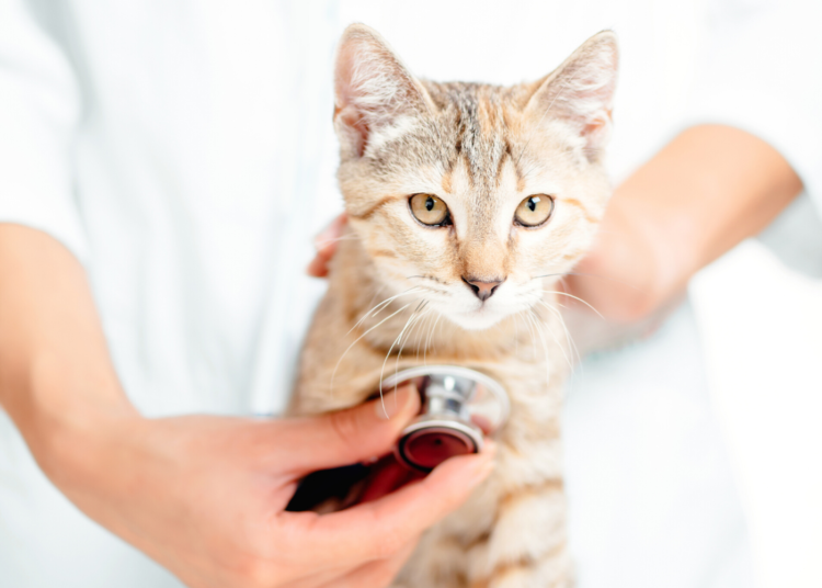 Celebrate National Cat Health Month: Our Top 9 Cat Health Articles