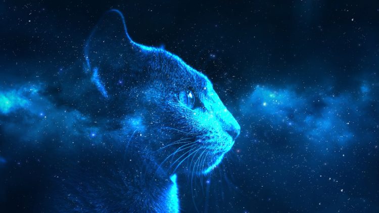 Alien Kitties Are Here to Abduct Your Heart