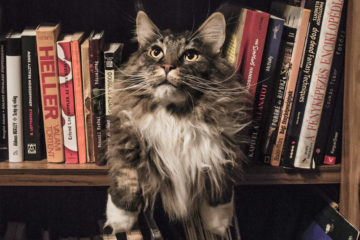 long haired cat on a bookshelf with books