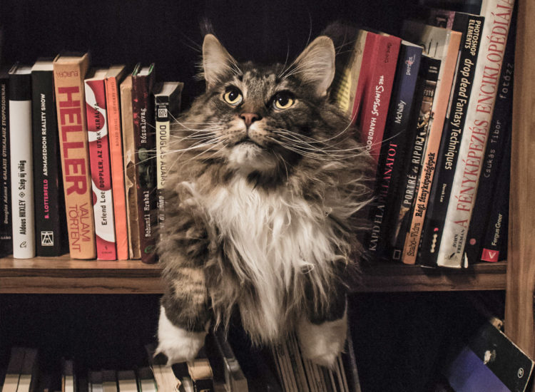long haired cat on a bookshelf with books