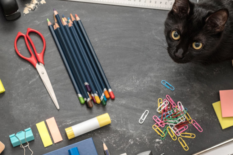 Cat-Themed Crafts To Do In Quarantine