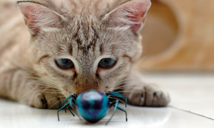 The Buzz on Bugs: Insects Your Cat Should Avoid 