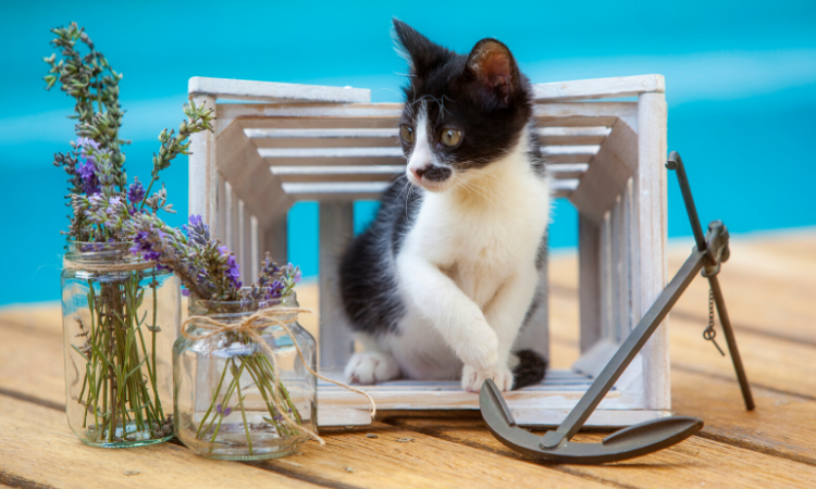 Summertime Quarantine Activities To Do With Your Cat