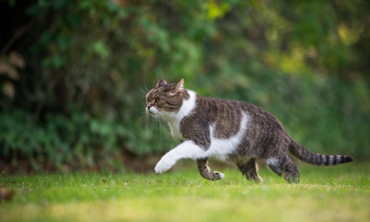 Hunting and Your Cat: Should They or Shouldn’t They? 