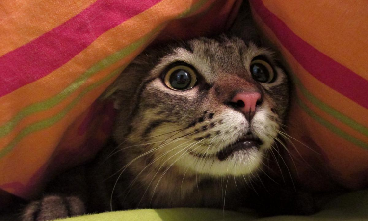 Cat Phobias: Managing Your Cat’s Skittish Nature