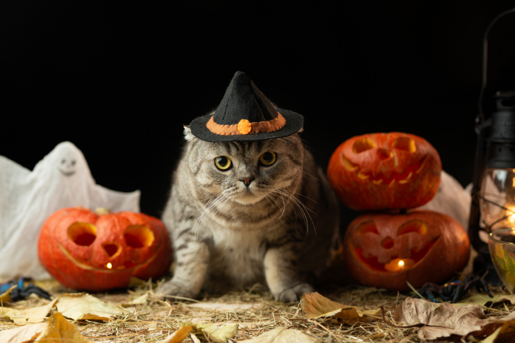 Preventing Halloween Tricks for Your Cat This Year