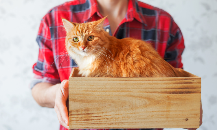 Orange cat in a box being carried by person