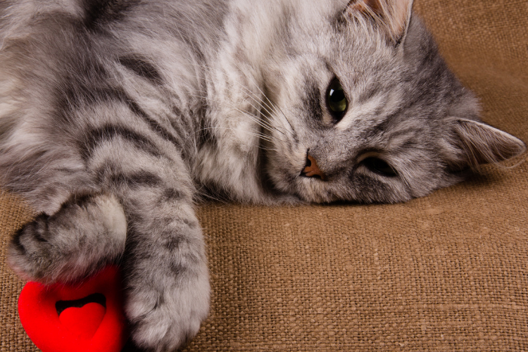 Congestive Heart Failure in Cats: Causes, Symptoms, and Treatment