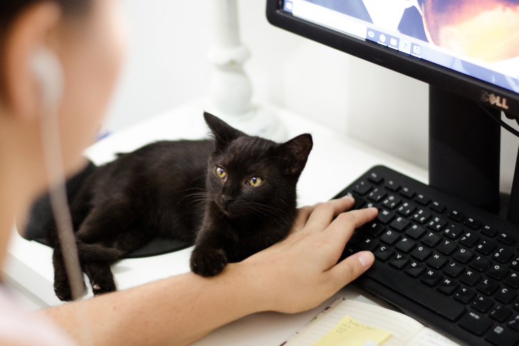 Cat Boss: How To Work From Home With Your Feline Friend