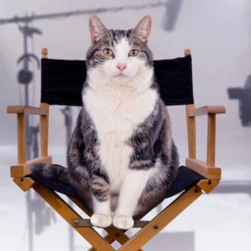 Kitty Love: An Homage to Cats – The Perfect Weekend Watch for All Cat Lovers