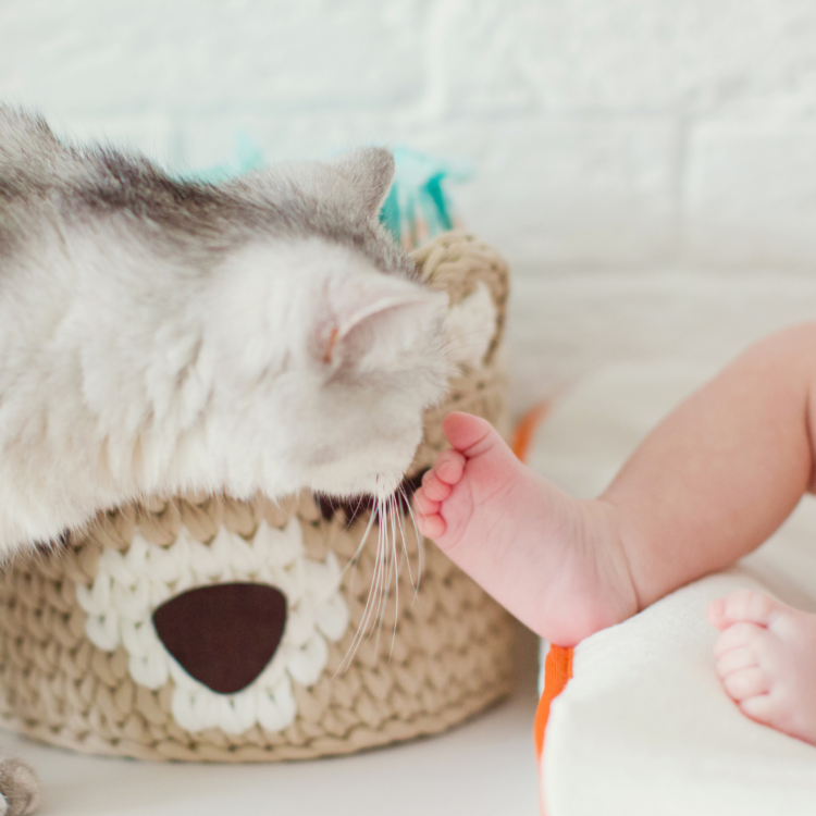 How to Prepare Your Cat for A New Baby
