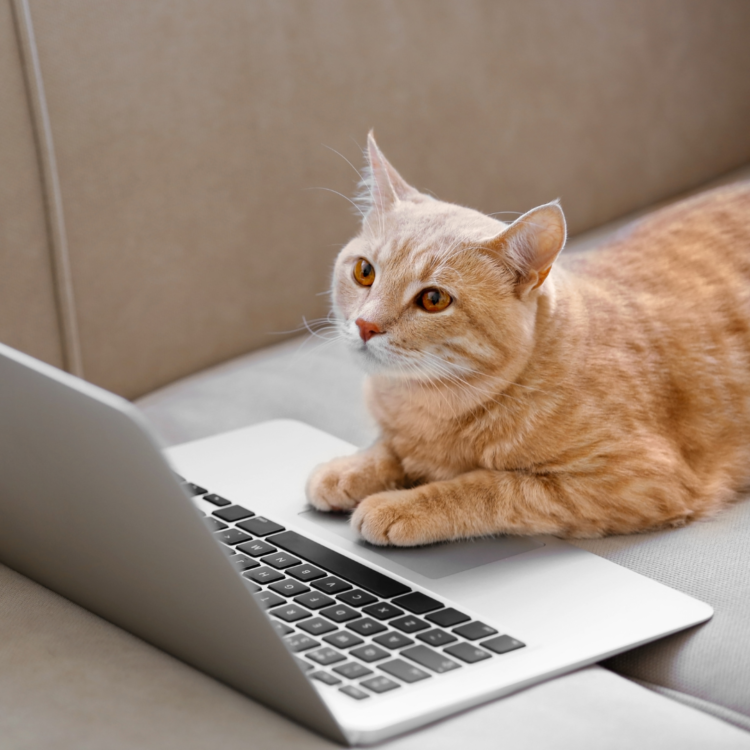 A light orange tabby cat with brownish-orange eyes sits on a couch with their front paws resting on an open, silver laptop, looking at the screen.