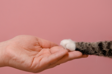 A human softly holds a cat's white and brown-tiger striped paw in their hand against a muted pink background.