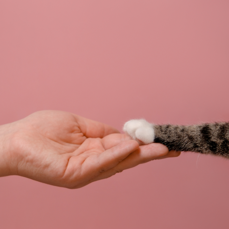 A human softly holds a cat's white and brown-tiger striped paw in their hand against a muted pink background.