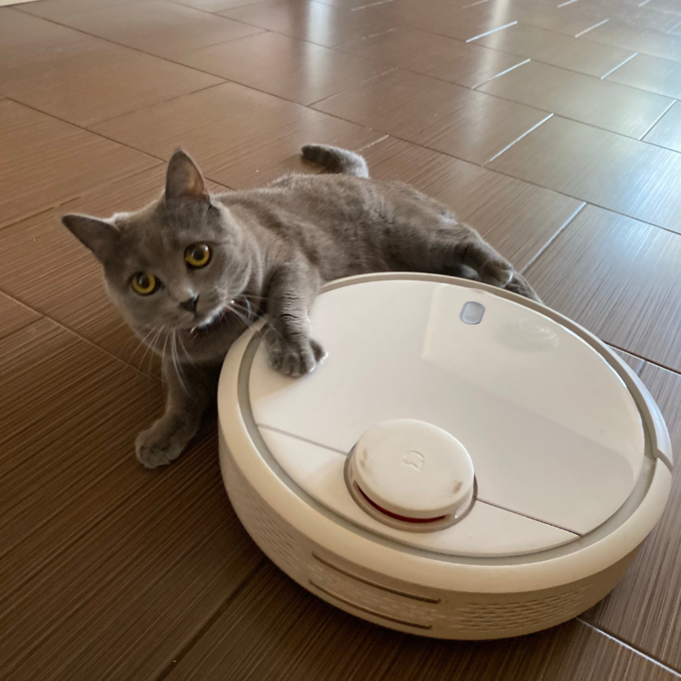 a grey cats lays with its paw on top of a white robot vacuum.