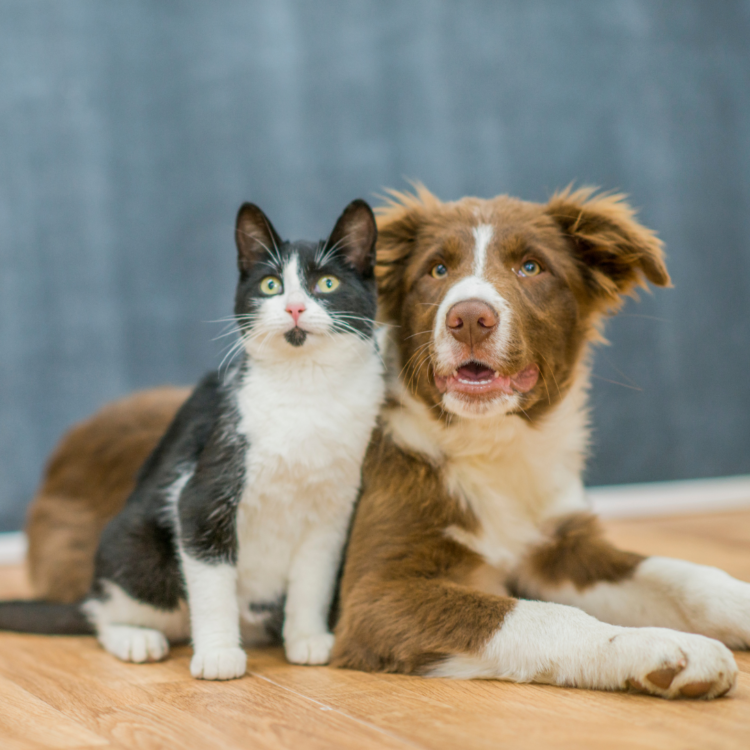A black and white cat sits next to a brown and white dog, both looking up content and focused.