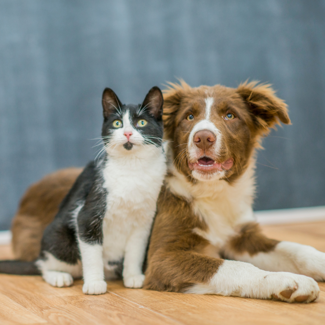 Cat dog. Счастливые кот и собака. Любопытная собака с кошкой. Взрослые кошка собака. Кошка и собака фотосессия.